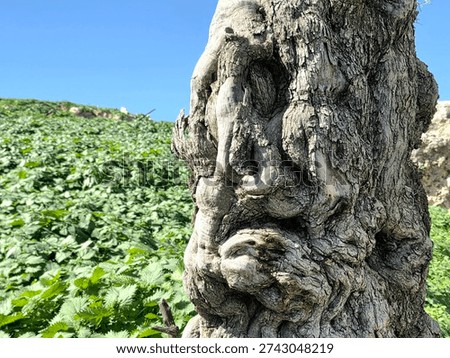 Old olive tree trunk . 