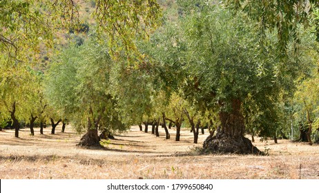 Old olive trees among almond trees in summer