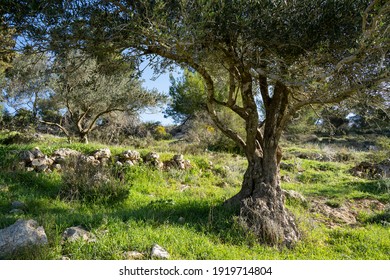 1,481 Judea tree Images, Stock Photos & Vectors | Shutterstock