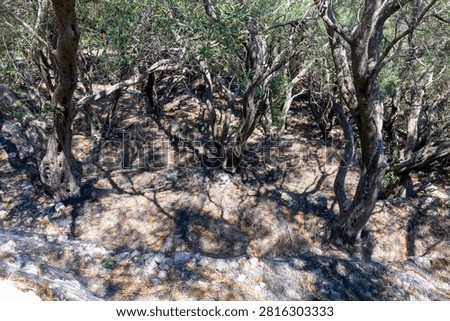 Old olive trees with gnarled trunks and green foliage casting shadows on dry ground, emphasizing Mediterranean nature