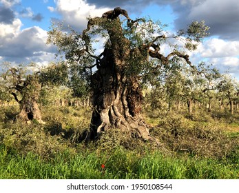 Old Olive Trees In Puglia Infected By The Xylella Virus