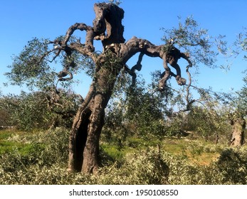 Old Olive Trees In Puglia Infected By The Xylella Virus