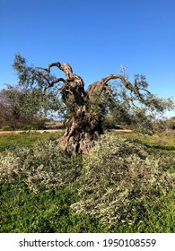 Old Olive Trees In Puglia Infected By The Xylella Virus