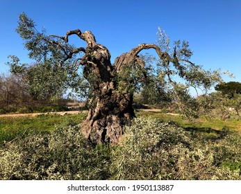 Old Olive Trees In Puglia Infected By The Xylella Virus