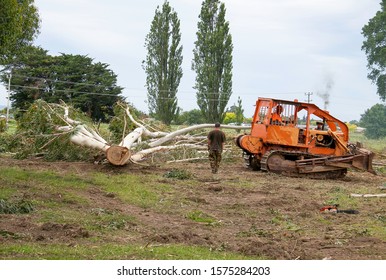 Old Orange Bulldozer Dragging Gum Trees That Has Just Been Felled In Our Paddock At Home