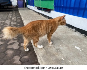 Old Orange Cat Walking On The Lawn