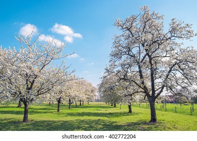 Old orchard with flowering cherry trees and grazing sheep .

