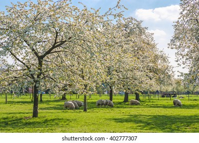 Old orchard with flowering cherry trees and grazing sheep .
