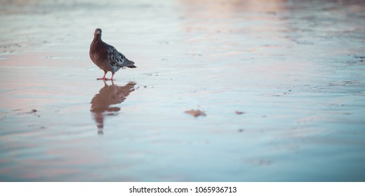 OLD ORCHARD, ME - UNITED-STATES SEPTEMBER 2012 : A pigeon posing for the camera on a wet sand beach after the sunset. There is a reflection below the bird and the colors are warm and cold tints. - Powered by Shutterstock