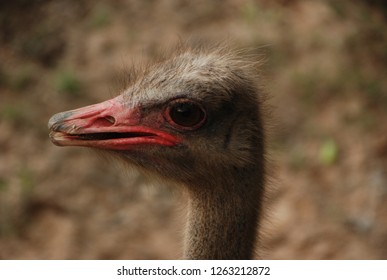 ostrich hair