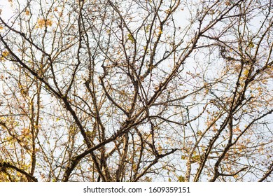 Old Overgrown Branches Of A Big Tree Carpinus Orientalis