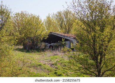 Old Overgrown House In Nature In Spring