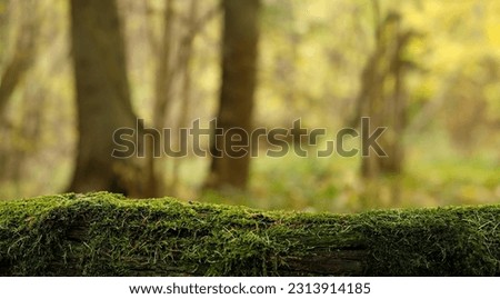 Old overgrown mossy tree trunk close up, abstract natural green background. beautiful forest landscape. summer, autumn season. display for product. template for design. banner. copy space