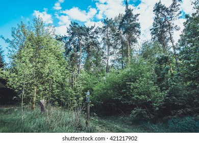old path in forest with green trees and grass