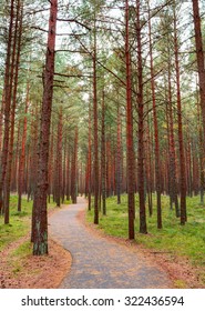 Old path in the pine forest.