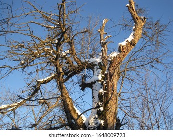 Old Pear-tree Dragon Dances In The Winter Azure Sky