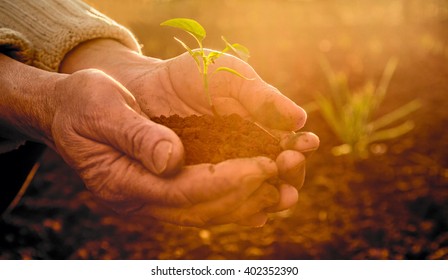 Old Peasant Hands Holding A Green Young Plant And Earthy Handful In Morning Sunlight Rays Earth Day Concept