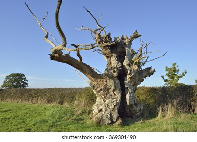 1,775 Old english oak tree Images, Stock Photos & Vectors | Shutterstock