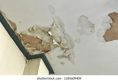 old peeling decay white gypsum board ceiling in house damage by water leaking from raindrop, moisture and dirty mold, bad living environment with disease and mildew, home renovation repairing concept