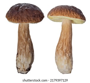 Old Penny Bun Mushrooms Isolated On White