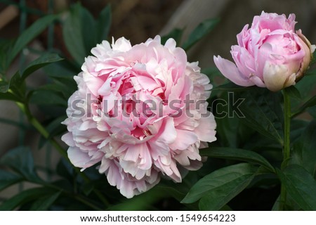  The old peony variety is fresh and beautiful in the garden.                              