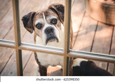 Old Pet Boxer Dog Looking In The Door Window