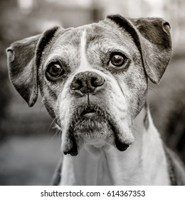 Old Pet Senior Boxer Dog