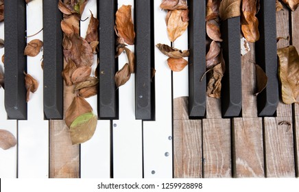 Old piano with dead leaves.