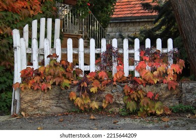 An Old Picket Fence With Autumnal Leaves.