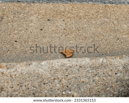 An old piece of a cookie left lying on the ground.