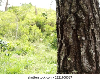 Old Pine Bark In The Mountains

