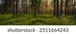 old pine forest with lush green moss on large hummocks and warm evening sun behind the trees. beautiful widescreen view of 15x5 format. picturesque summer landscape