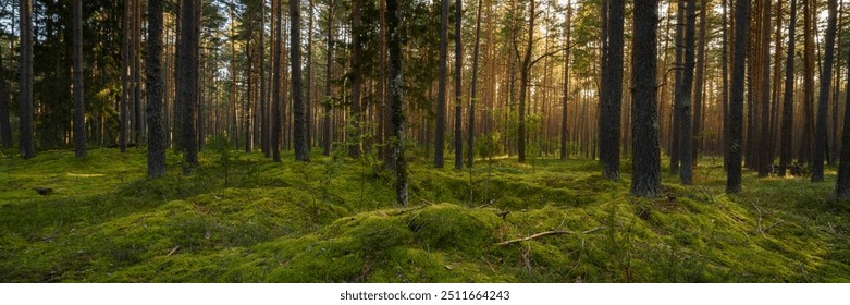 old pine forest with lush green moss on large hummocks and warm evening sun behind the trees. beautiful widescreen view of 15x5 format. picturesque summer landscape - Powered by Shutterstock