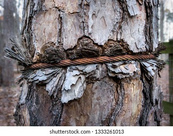 Old Pine Tree Damaged By Having A Steel Cable Tied Around It For Many Years. After Much Time The Cable Becomes A Girdle Of Sorts And Crushes The Trunk.