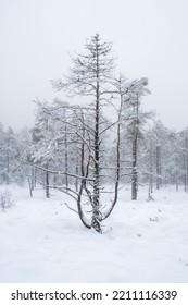 Old Pine Tree On A Snowy Bog