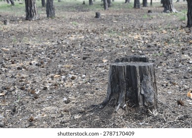 Old pine tree stump on the ground covered with cones and needles in a forest. Selective focus