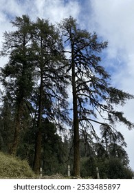 Old pine trees forest -  A forest of pine trees. Temperate coniferous forest, a terrestrial habitat type defined by the World Wide Fund for Nature.