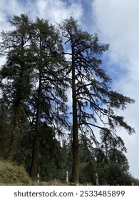 Old pine trees forest -  A forest of pine trees. Temperate coniferous forest, a terrestrial habitat type defined by the World Wide Fund for Nature.