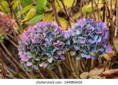 Old, Pink, Purple And Teal Hydrangeas In The Garden