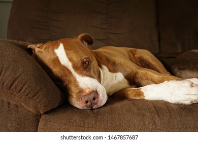 Old Pitbull Chilling On The Sofa