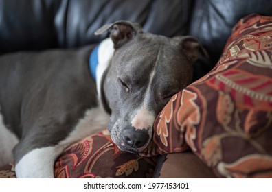 Old Pitbull Dog Is Sleeping On Your Couch