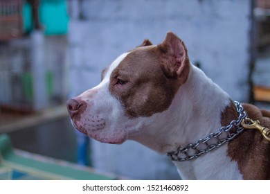 Old Pitbull Dog White And Brown