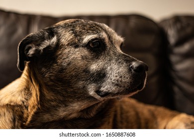 Old Pitbull With Grey Face On Couch