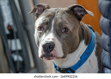 Old Pitbull Is Looking At You