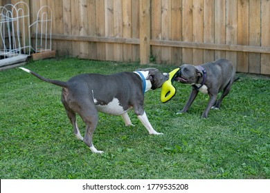 Old Pitbull Is Pulling On A Dog Toy And A Puppy