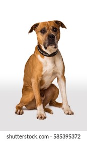 Old Pitt Bull Dog On White Background