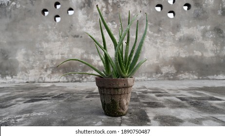 Old Plant  An Aloevera Plant 