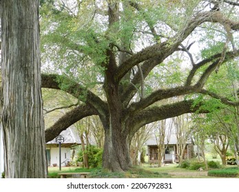 Old Plantation Slave Quarters And Land