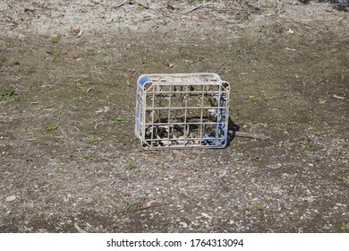 Old Plastic Milk Crate On Muddy Dry River Bed With Copy Space