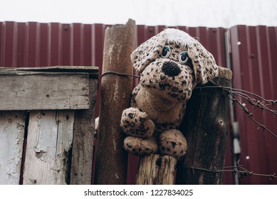 Old Plush Dog